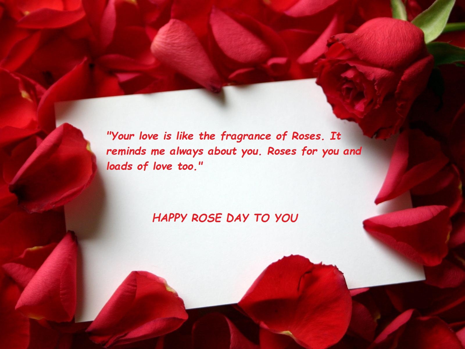 happy rose day status happy rose day status