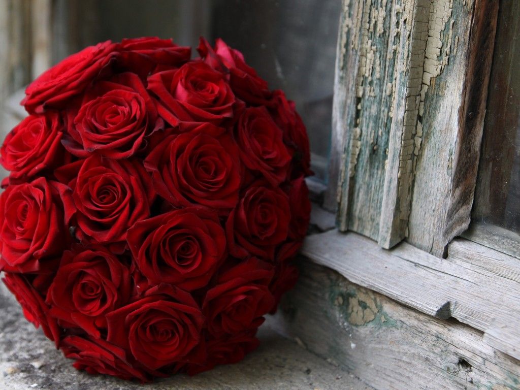 rose day images hd