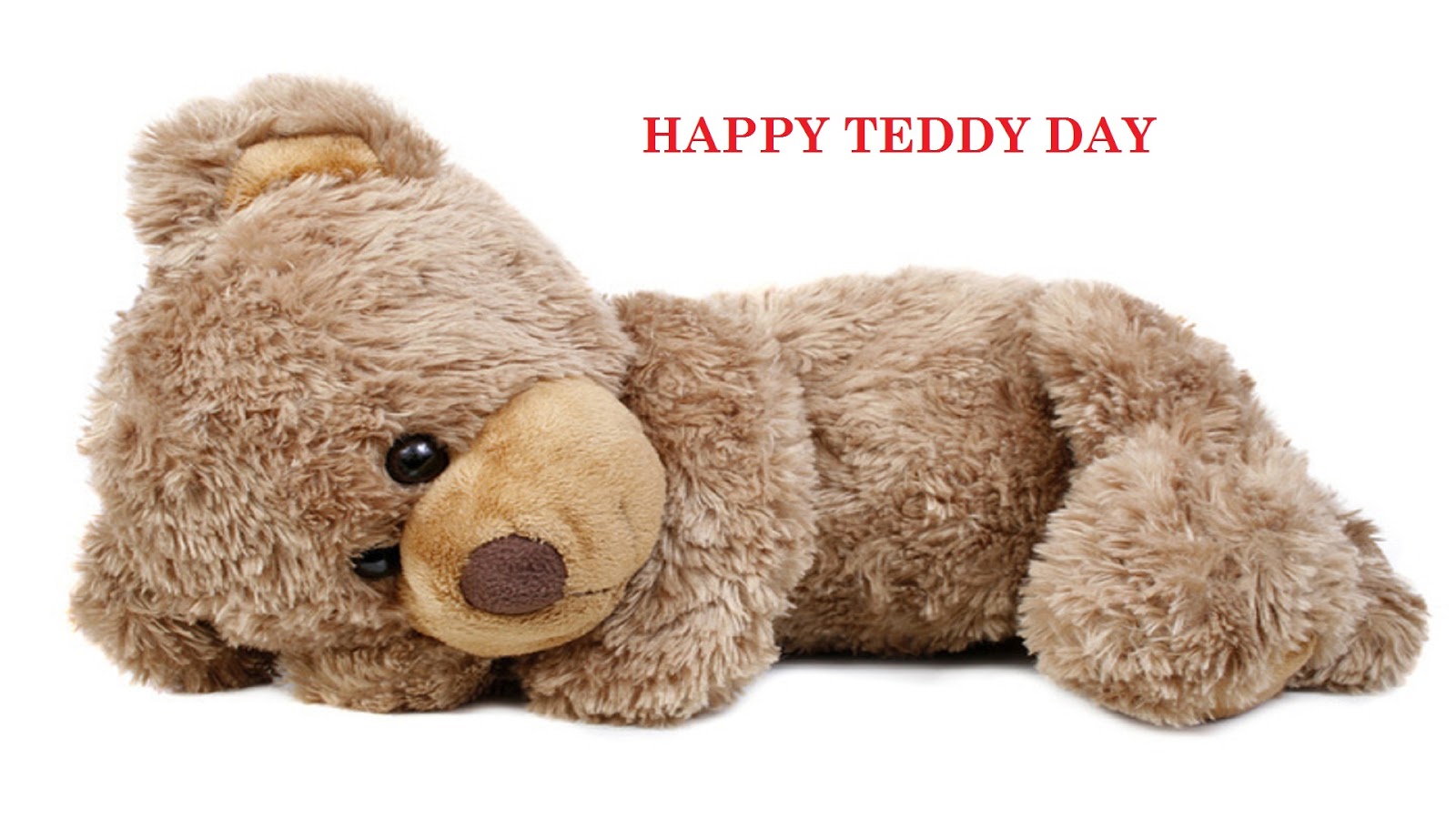 teddy day photos